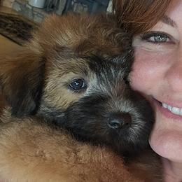 Soft Coated Wheaten Terrier Puppies from Hardin Hills Wheatens