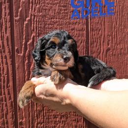 Adele - Tri-color female Bernedoodle puppy in Cambridge, Minnesota from Country Meadow Doodles