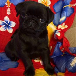 Beauty of Buttermilk Baby - Fawn female Pug puppy in Arabi, Georgia from Von Webb Pups