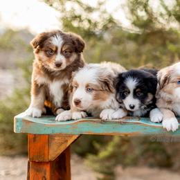 Aussiedoodle and Miniature American Shepherd Puppies from King Family Ranch