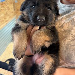 Black Collar - Black and red male German Shepherd puppy in Puyallup, Washington from Majestic Royal German Shepherd’s