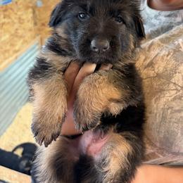 Black Collar - Black and red male German Shepherd puppy in Puyallup, Washington from Majestic Royal German Shepherd’s