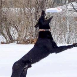 Border Collies, Labrador Retrievers, and Sporty Mixes from Memento Vivere Kennels