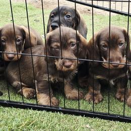 Dachshund puppies from Timber Springs Wirehair Dachshunds