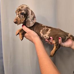 Valentino - Dapple male Dachshund puppy in Hesperia, California from VOM HAUSE IMPERIAL