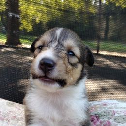 Girl 1 - Sable and white female Collie puppy in Silsbee, Texas from Jeanah's Pups
