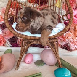 Dachshund Puppies from Mill Creek Dachshunds