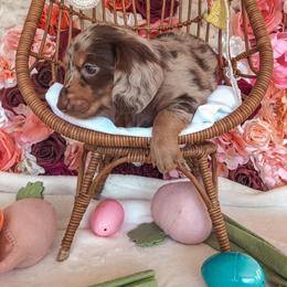 Dachshund Puppies from Mill Creek Dachshunds