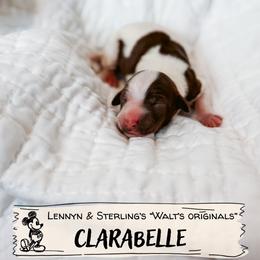 Clarabell - Parti female Goldendoodle puppy in Soddy Daisy, Tennessee from The W Doods