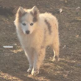 Jax - Blue male Pomsky puppy in Bucyrus, Missouri from Hill Top Pomskies