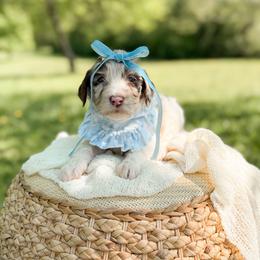 Tootsie - Merle female Goldendoodle puppy in Ooltewah, Tennessee from Allison Family Doodles