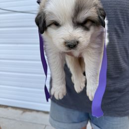Miss Purple - White and badger female Great Pyrenees puppy in Idaho from Portneuf Range Pyrenees