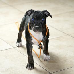 Staffordshire Bull Terriers from SAAM Dogs