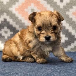 Benji SMALL - Gold male Morkie puppy in Monticello, Iowa from Ashley’s Puppies