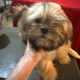 Quinson - Red male Shih Tzu puppy in Corpus Christi, Texas from Pam Crump Shih Tzu
