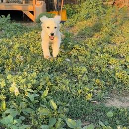 Hades - Light golden male Golden Retriever puppy in Colorado Springs, Colorado from Sharp Guardians and Goldens