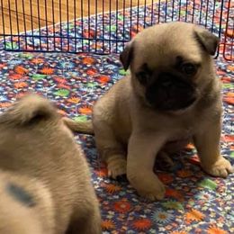 Golden Retrievers and Pugs from Oryan Goldens and Pugs