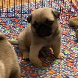 Golden Retrievers and Pugs from Oryan Goldens and Pugs