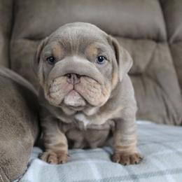 Boxer, Bulldog, and French Bulldog Puppies from Hillview Kennels