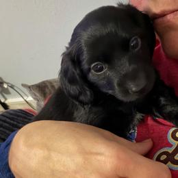Twix - Black male Dachshund puppy in Erie, Michigan from Champagne’s Grinch Toe’d Dachshunds