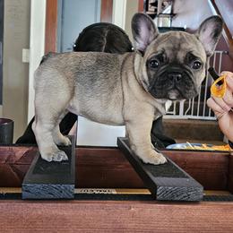 French Bulldog Puppies from Simply Kind Frenchies