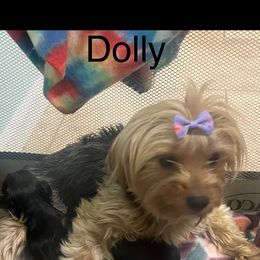 Dolly - Yorkshire Terrier