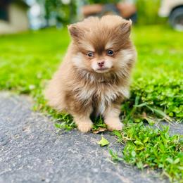 Schnitzel - Chocolate and tan male Pomeranian puppy in Buck Valley, Pennsylvania from Buck Valley Pomeranians