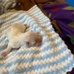 Boy 1 - White male Coton de Tulear puppy in Boise, Idaho from Avana Cotons