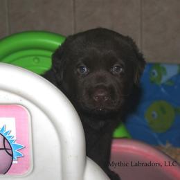 Labrador Retriever Puppies from Mythic Labradors, LLC