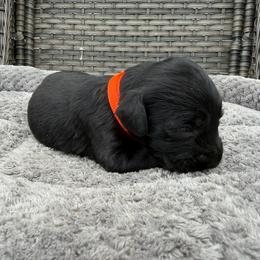 Shelton - Black male Labradoodle puppy in Georgetown, South Carolina from Muddy Bay Kennels