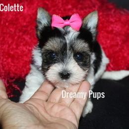 AKC Colette SOLD - Black tan and white female Biewer Terrier puppy in Kennesaw, Georgia from Dreamy Pups