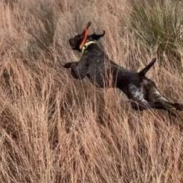 German Shorthaired Pointers from Prairie Valley Gundogs