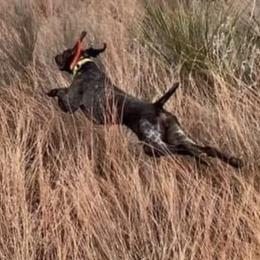 German Shorthaired Pointers from Prairie Valley Gundogs