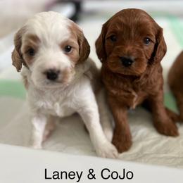 Cavapoo Puppies from Happy Home Cavapoos