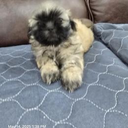 Shih Tzu Puppies from Borderland's Kennel