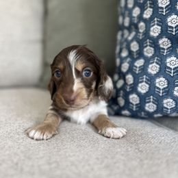 Dachshund Puppies from Southern Pearl Doxies