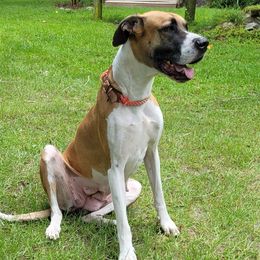 Dutchess - Great Dane