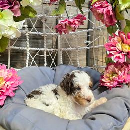 Parti girl - Brown and white female Bernedoodle puppy in Graham, Texas from 2 Rose Ranch Doodles