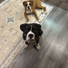 Boxer Puppies from Nala’s Pride