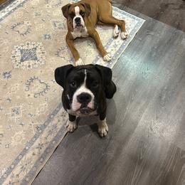 Boxer Puppies from Nala’s Pride