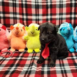 Red collar - Sable female German Shepherd puppy in Ramsey, Illinois from Haus-Farr German Shepherds