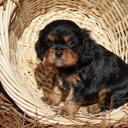 Octavia - Black and tan female Cavalier King Charles Spaniel puppy in Lula, Georgia from Cavaliers by Crumley