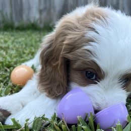 Bernedoodles from Lolli’s Bernedoodles