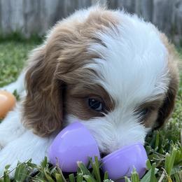 Bernedoodles from Lolli’s Bernedoodles