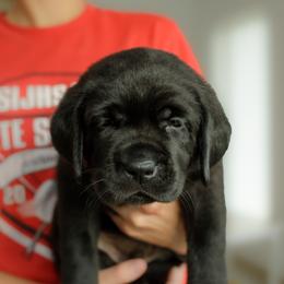 Fuse - Black male Labrador Retriever puppy in Allons, Tennessee from UC Labradors LLC