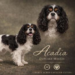 Cadi - Cavalier King Charles Spaniel