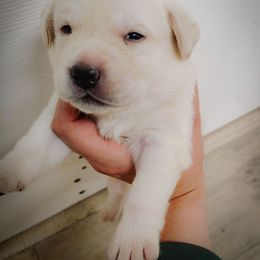Boy 2 - Yellow male Labrador Retriever puppy in Holyoke, Massachusetts from Urban Oak Labradors LLC