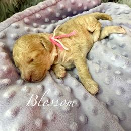Blossom - Red  female Goldendoodle puppy in Boise, Idaho from Goldendoodle Baby