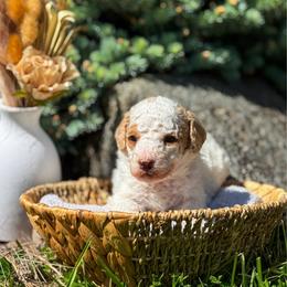 John - Parti male Goldendoodle puppy in Urbana, Illinois from ZaraDoodles
