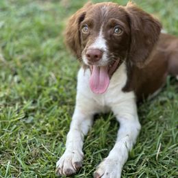 Trigger - Liver and white male Brittany puppy in Adairsville, Georgia from Rocking L Farms